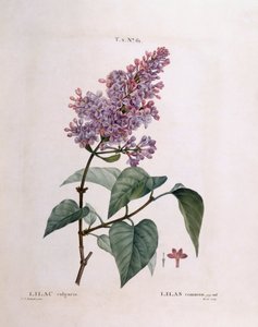 Flieder (Syringa vulgaris), botanische Tafel von Pierre Joseph Redouté von Pierre Joseph Redouté