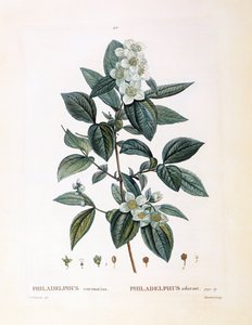 Falscher Jasmin (Philadelphus coronarius), botanische Tafel von Pierre Joseph Redouté von Pierre Joseph Redouté
