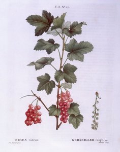 Rote Johannisbeere (Ribes rubrum), Henry Louis Duhamel du Monceau, botanische Tafel von Pierre Joseph Redouté von Pierre Joseph Redouté
