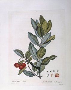 Erdbeerbaum (Arbutus unedo), botanische Tafel von Pierre Joseph Redouté