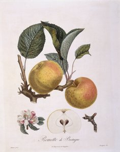 Apfel (Malus domestica), Bourgogne Sorte, botanische Tafel von Pierre Antoine Poiteau von Pierre Antoine (after) Poiteau