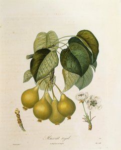 Muskat-Royal-Aprikose von Antoine Poiteau von Pierre Antoine (after) Poiteau