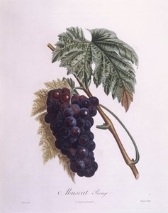Muskatrebe (Vitis vinifera), botanische Tafel von Pierre Antoine Poiteau von Pierre Antoine (after) Poiteau