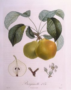 Birne "Bergamot" von Pierre Antoine (after) Poiteau