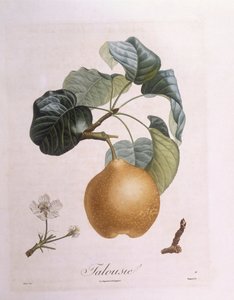 Birne "Talousie", botanische Tafel von Pierre Antoine Poiteau von Pierre Antoine (after) Poiteau