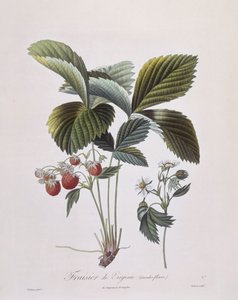 Virginische Erdbeere (Fragaria virginiana), Henry Louis Duhamel du Monceau, botanische Tafel von Pierre Antoine Poiteau von Pierre Antoine (after) Poiteau