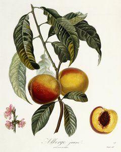 Gelbe Alberge