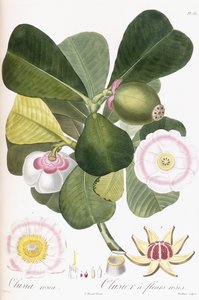 Clusia rosea, Clusier à fleurs roses, 1808-1828 von Pierre Antoine Poiteau