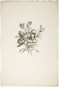 Blumenstrauß mit Tulpen, aus Sammlung verschiedener Blumensträuße, erfunden und gezeichnet von Jean Pillement und graviert von P. C. Canot von Pierre Charles Canot