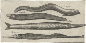 Hornhecht, Seenadel, Aal und ein Aal von Pierre Firens