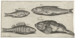 Karpfen, Elritze, Wels und ein Barsch von Pierre Firens