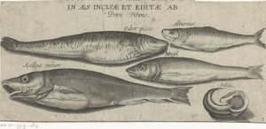 Sprotte, Karpfen, Meeräsche, kleiner Kabeljau und eine Muschel von Pierre Firens