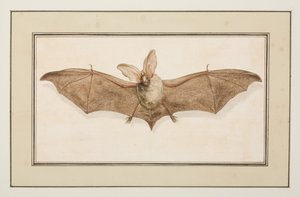 Braunes Langohr, ca. 1755-65 von Pierre Francois Ledoulx