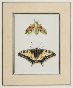 Schwärmer und Schwalbenschwanz, ca. 1755-65 von Pierre Francois Ledoulx