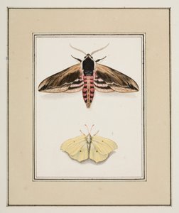 Ligusterschwärmer und Zitronenfalter, ca. 1755-65