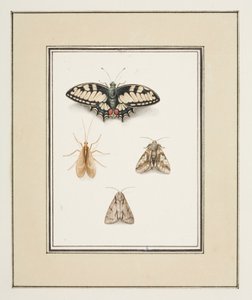 Schwalbenschwanz, Eintagsfliege und zwei Motten, ca. 1755-65 von Pierre Francois Ledoulx