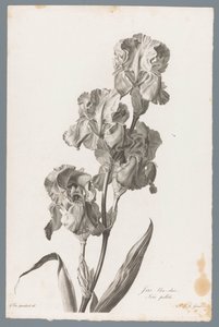 Dalmatinische Iris von Pierre François Legrand