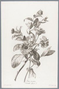 Ringelblume von Pierre François Legrand