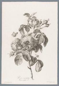 Hundertblättrige Rose von Pierre François Legrand