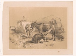 Studie von drei Eseln