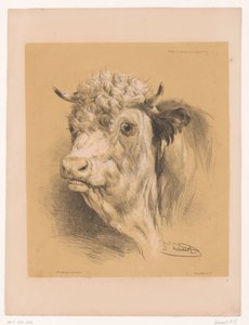 Studie eines Ochsen (Tierstudien von Cooper) von Pierre Frédéric Lehnert