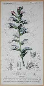 Acanthus Mollis, ca. 1820 von Pierre Jean Francois (after) Turpin