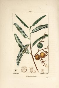 Amla von Pierre Jean Francois Turpin
