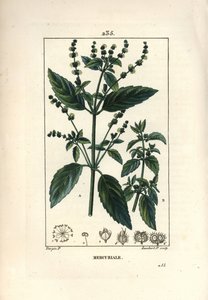 Einjährige Mercuriale, Mercurialis annua. Handkolorierter Kupferstich von Lambert Junior nach einer Zeichnung von Pierre Jean-Francois Turpin aus Chaumeton, Poiret und Chamberets „La Flore Medicale“, Paris, Panckoucke von Pierre Jean Francois Turpin