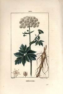 Benzoin oder Imperatorie - Meisterwurz, Imperatoria ostruthium, mit Blume, Blatt und Wurzel