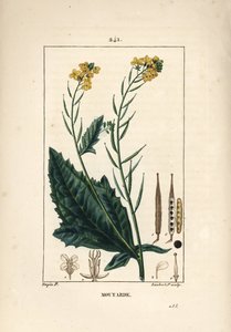 Schwarzer Senf - Schwarzer Senf, Sinapis nigra von Pierre Jean Francois Turpin