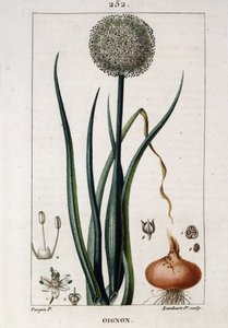 Botanische Tafel der Zwiebel - in „Flora médicale“ von Pierre Jean Francois Turpin