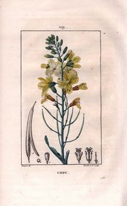 Botanik: Kohlblume. Handkolorierter Kupferstich von Lambert nach einer Zeichnung von Pierre Jean-Francois Turpin aus Chaumeton, Poiret et Chamberet