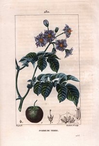 Botanik: Kartoffel - Kupferstich von Lambert nach einer Zeichnung von Pierre Jean-Francois Turpin