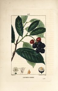 Kirschlorbeer - Kirschlorbeer, Prunus laurocerasus, mit Blatt, Frucht und Samen von Pierre Jean Francois Turpin