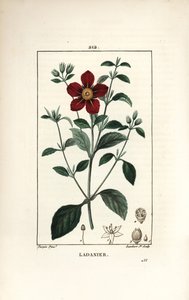 Kretische Zistrose, Cistus creticus. Handkolorierter Kupferstich von Lambert Junior nach einer Zeichnung von Pierre Jean-Francois Turpin aus Chaumeton, Poiret und Chamberet