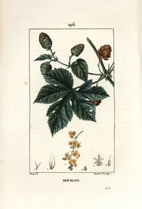 Kletterhopfen - Hopfen, Humulus lupulus von Pierre Jean Francois Turpin
