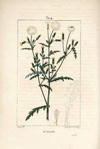 Gemeiner Greiskraut - Gemeiner Greiskraut, mit Blume, Blatt, Samen, Stängel und Blattriss von Pierre Jean Francois Turpin