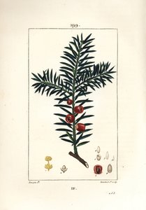 Gemeine Eibe oder Beeren-Eibe - Eibe, Taxus baccata