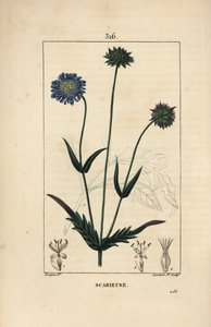 Feld-Witwenblume - Knautia arvensis, mit Blume, Blatt, Stiel, Samen und Blattriss von Pierre Jean Francois Turpin