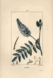 Geißraute, Galega officinalis, mit Blüte, Blatt und Samen. Handkolorierte Punktkupferstich von Dubois nach einer Zeichnung von Pierre Jean-Francois Turpin aus Chaumeton, Poiret und Chamberet