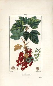 Johannisbeere - Rote Johannisbeere, Ribes rubrum, mit Blatt, Stiel, Frucht und Blume