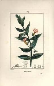 Gratiole officinale, oder Grace de dieu, Grace au pauvre homme, Petite digitale - Heckenhyssop, Gratiola officinalis. Handkolorierte Punktkupferstich von Lambert Junior nach einer Zeichnung von Pierre Jean-Francois Turpin aus Chaumeton, Poiret und Chambere