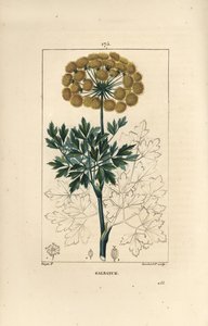 Gummiferule oder Galbanum - Galbanum, Ferula gummosa, zeigt Blüten, Blätter und Samen von Pierre Jean Francois Turpin