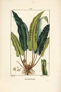 Hirschzungenfarn, Asplenium scolopendrium, mit Blatt, Samen und Wurzel von Pierre Jean Francois Turpin