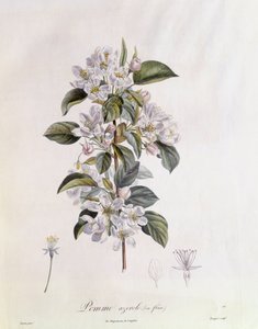Weißdorn (Crataegus azarolus) Blume, botanische Tafel von Pierre Jean Francois Turpin von Pierre Jean Francois Turpin