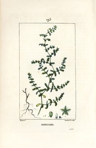 Herniary glabrous oder Turquette - Bruchkraut, Herniaria glabra von Pierre Jean Francois Turpin