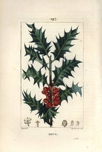 Stechpalme - Stechpalme, Ilex aquifolium, mit stacheligen Blättern und roten Beeren von Pierre Jean Francois Turpin