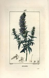 Echter Ysop, Hyssopus officinalis