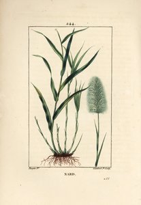 Indischer Narden - Spikenard, Andropogon nardus, mit Blatt, Wurzel und Blume von Pierre Jean Francois Turpin