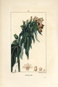 Bilsenkraut, Hyoscyamus vulgaris, Blume, Blatt und Samen. Handkolorierter Kupferstich von Lambert Junior nach einer Zeichnung von Pierre Jean-Francois Turpin aus Chaumeton, Poiret und Chamberet